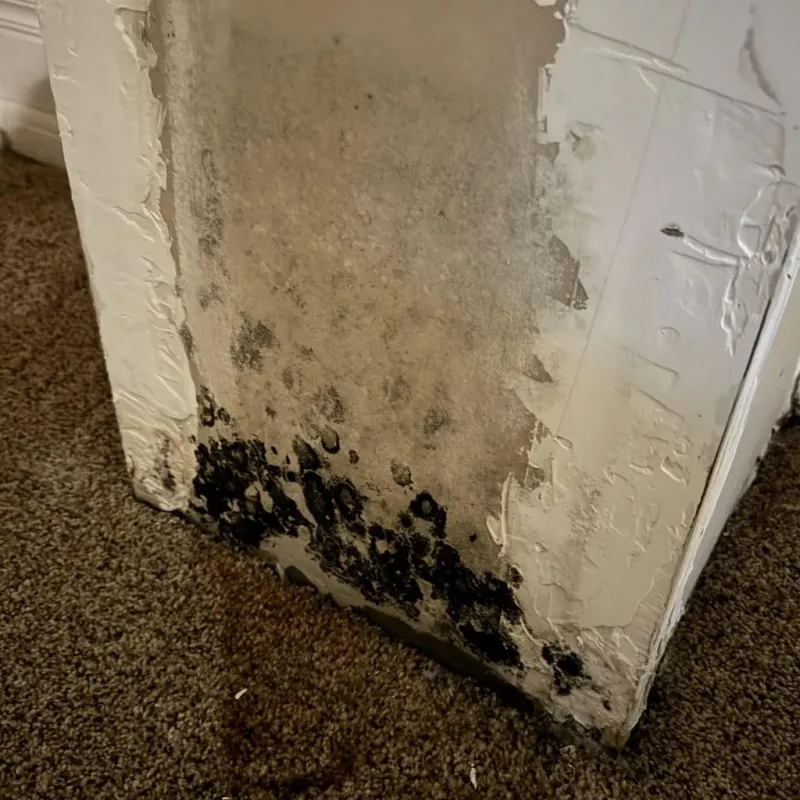 Professional Mold Removal in White Hall, AR